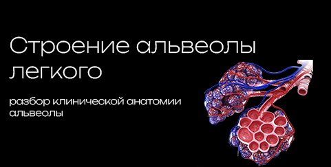 Alveolus 3D model preview